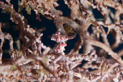 BD-141017-Komodo-5261-Hippocampus-bargibanti.-Whitley.-1970-[Pygmy-seahorse].jpg